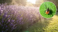 庭のダニを寄せ付けない10の植物